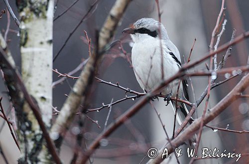 Srokosz, dzierzba srokosz, Lanius excubitor