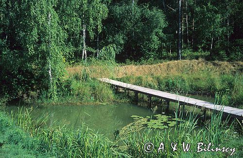 staw na działce, sadzawka ogrodowa