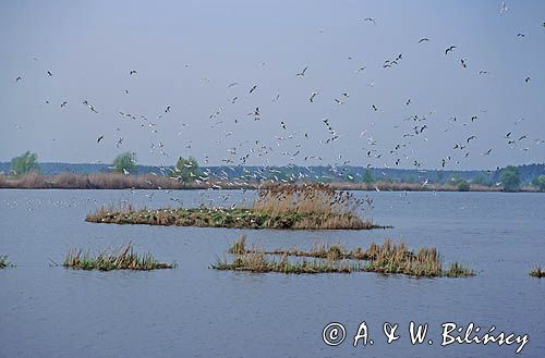 stawy milickie, kolonia mew śmieszek, Larus ridibundus, Staw Rybny, Kotlina Milicka