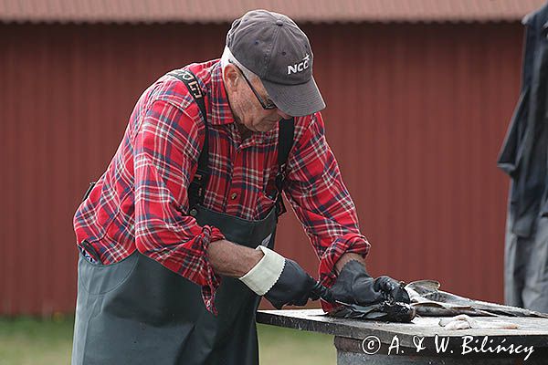 rybak patroszący ryby, port Stenshamn na wyspie Utlangan, Szwecja