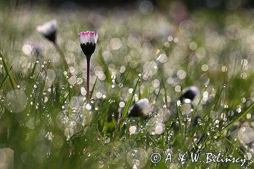 stokrotka pospolita, Bellis perennis