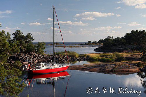 Safran przy Stora Kattelso, Kalmarsund, szwedzkie szkiery, Szwecja