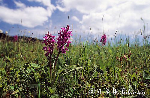 storczyk plamisty, Dactylorhiza maculata syn. Orchis maculata