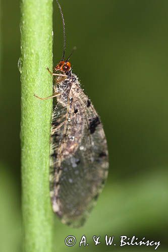 Strumycznik zwyczajny, Osmylus chrysops