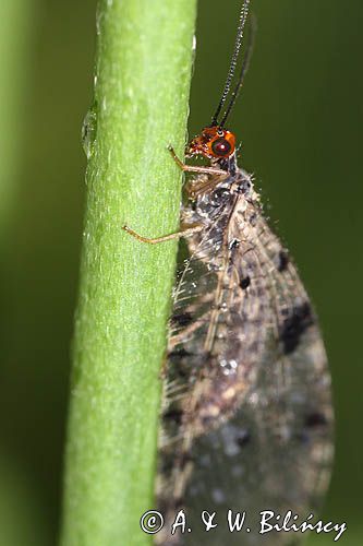 Strumycznik zwyczajny, Osmylus chrysops