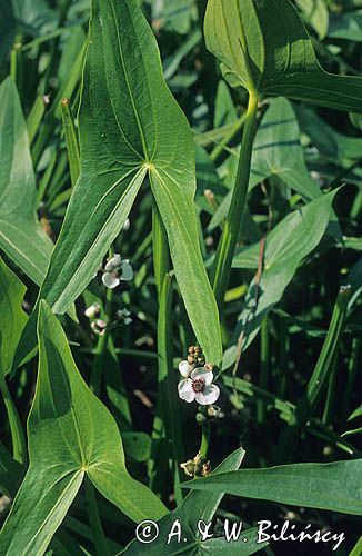 strzałka wodna Sagittaria sagittifolia)