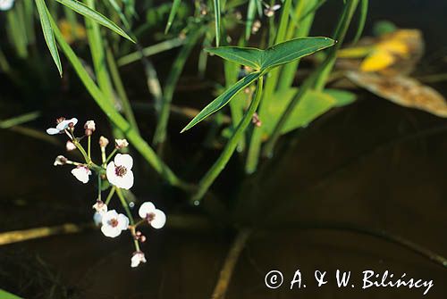 strzałka wodna Sagittaria sagittifolia)