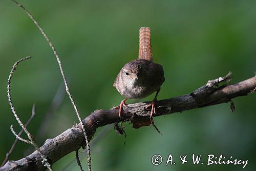 Strzyżyk Troglodytes troglodytes) samiec śpiewający