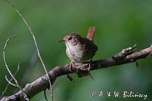 Strzyżyk Troglodytes troglodytes) samiec śpiewający