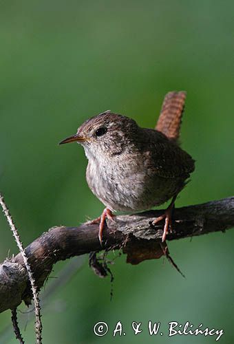 Strzyżyk Troglodytes troglodytes) samiec śpiewający