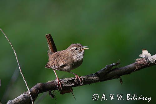 Strzyżyk Troglodytes troglodytes) samiec śpiewający