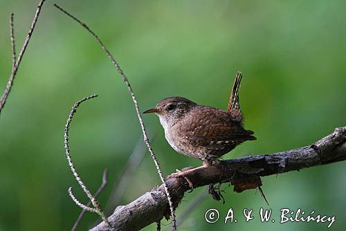 Strzyżyk Troglodytes troglodytes) samiec śpiewający