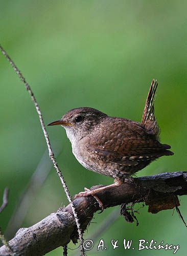 Strzyżyk Troglodytes troglodytes) samiec śpiewający