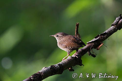 Strzyżyk Troglodytes troglodytes) samiec śpiewający