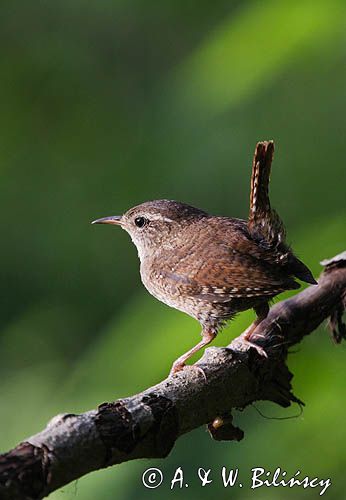 Strzyżyk Troglodytes troglodytes) samiec śpiewający