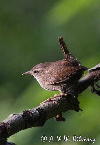 Strzyżyk Troglodytes troglodytes) samiec śpiewający