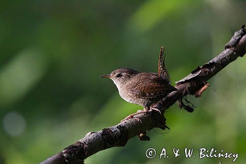 Strzyżyk Troglodytes troglodytes) samiec śpiewający