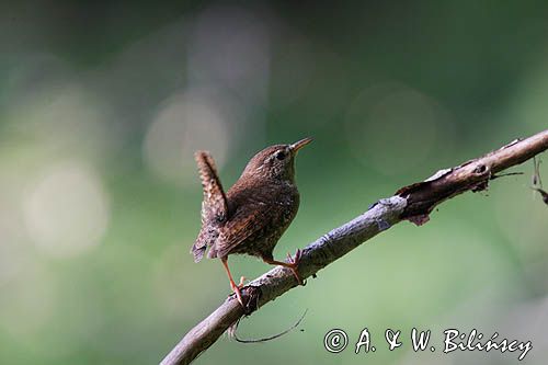 Strzyżyk Troglodytes troglodytes) samiec śpiewający