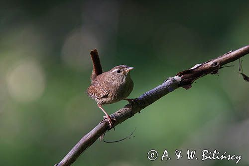 Strzyżyk Troglodytes troglodytes) samiec śpiewający