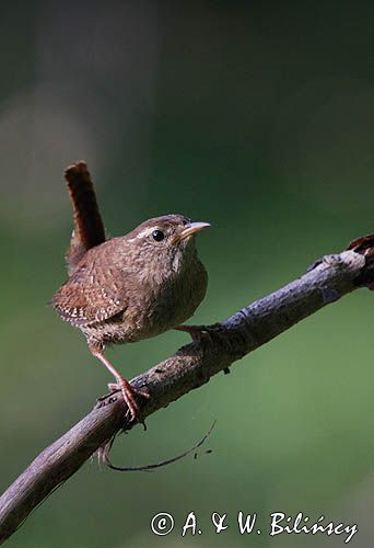 Strzyżyk Troglodytes troglodytes) samiec śpiewający