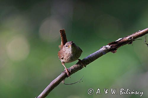 Strzyżyk Troglodytes troglodytes) samiec śpiewający