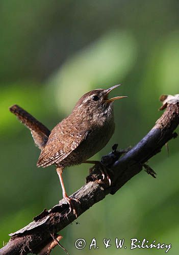 Strzyżyk Troglodytes troglodytes) samiec śpiewający