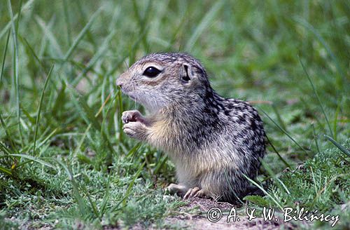 Suseł perełkowany Spermophilus suslicus syn. Citellus suslicus)