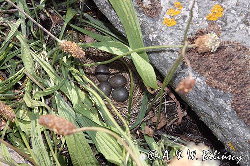 Świergotek drzewny, Anthus trivialis, gniazdo z jajami