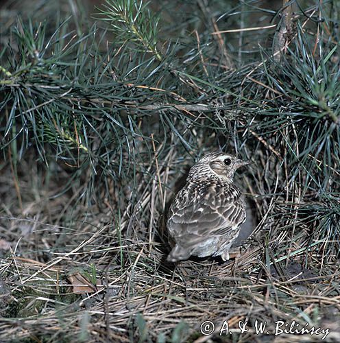 świergotek drzewny przy gnieździe, Anthus trivialis