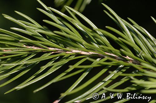 gałązka świerka, igły, szpilki świerkowe Picea abies) .