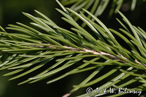 gałązka świerka, igły, szpilki świerkowe Picea abies) .