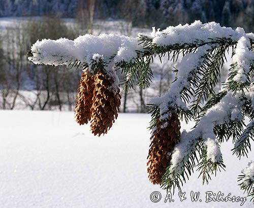 Świerk pospolity, Picea abies, szyszki