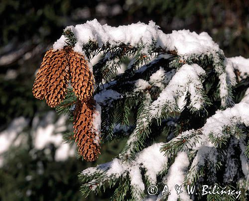 Świerk pospolity, Picea abies, szyszki