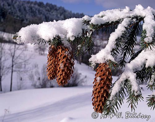 Świerk pospolity, Picea abies, szyszki