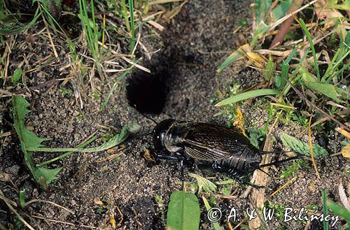 świerszcz polny Gryllus campestris