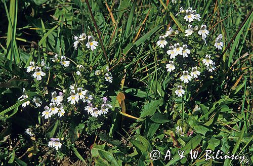 świetlik łąkowy Euphrasia rostkoviana)