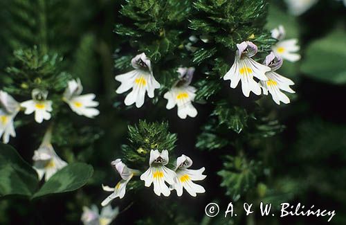 Świetlik łąkowy Euphrasia rostkoviana Hayne)