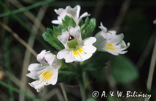 Świetlik łąkowy Euphrasia rostkoviana Hayne)