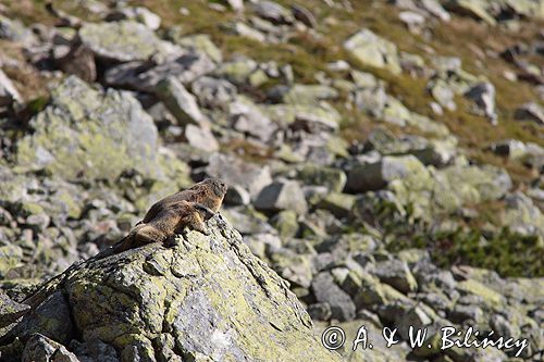 świstak Marmota marmota