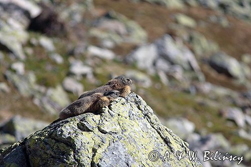 świstak Marmota marmota