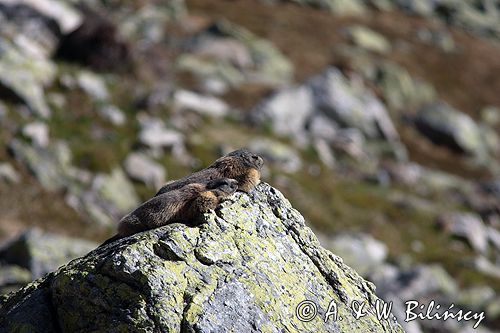 świstak Marmota marmota