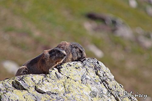 świstak Marmota marmota