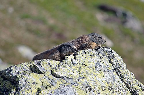 świstak Marmota marmota