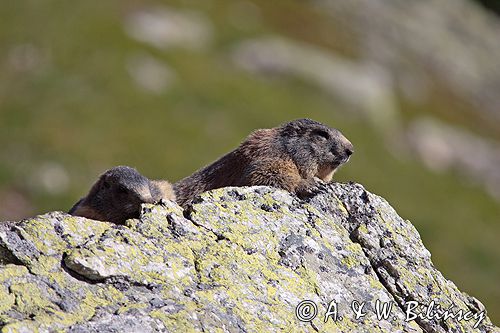 świstak Marmota marmota