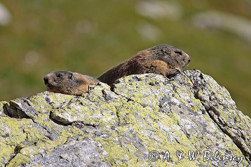 świstak Marmota marmota