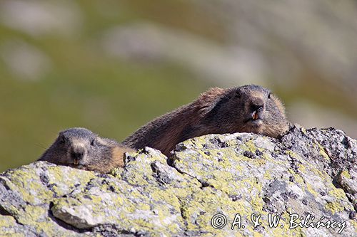 świstak Marmota marmota