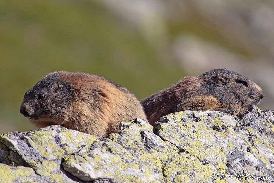 świstak Marmota marmota