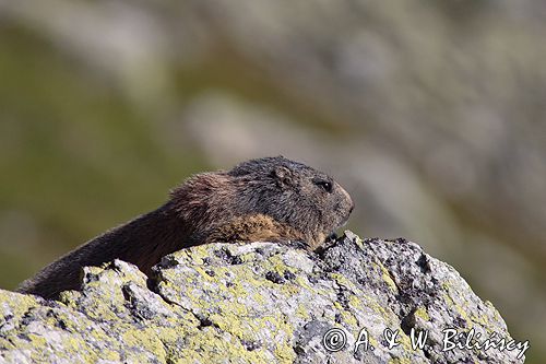 świstak Marmota marmota