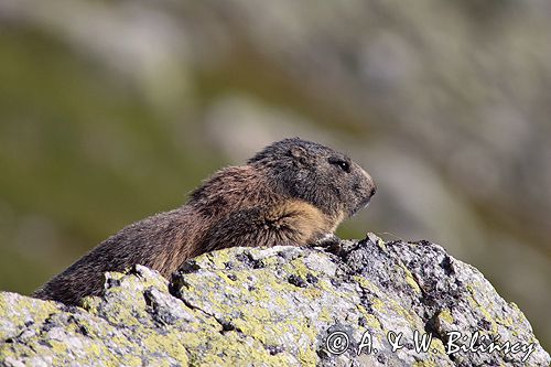 świstak Marmota marmota