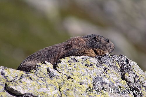 świstak Marmota marmota